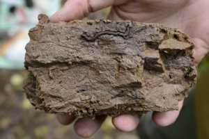 Тайговий грунт (тайгові ліси) Тайговий грунт (тайгові ліси)