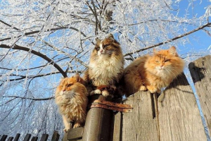 Під барнауля живе колонія розкішних сибірських кішок Під барнауля живе колонія розкішних сибірських кішок
