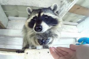 Московська область відкрила дитячий сад для єнот Московська область відкрила дитячий сад для єнот