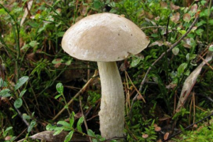 Гриби іркутської області Гриби іркутської області