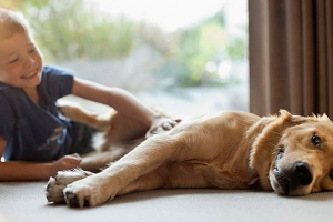 Вибір 40 кращих собак про собак Вибір 40 кращих собак про собак