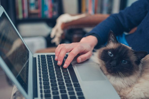 Вибір кращих цитат та афоризмів про котів Вибір кращих цитат та афоризмів про котів