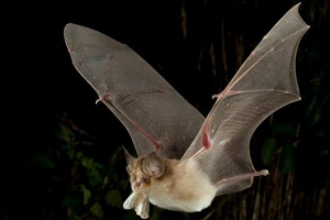 Makelanema megeli Makelanema megeli