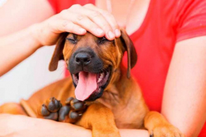 Підшкірні конуси з собаки по всьому тілу - що це означає? Підшкірні конуси з собаки по всьому тілу - що це означає?