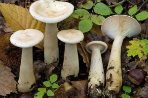 Попередив говорушку Попередив говорушку