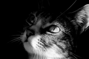 Підлітки з детройту знімали кішку Підлітки з детройту знімали кішку