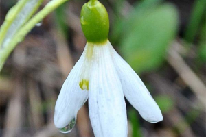 Засніжений Засніжений