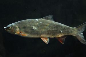 Подушка Подушка