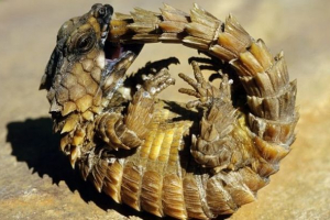 Кований Кований