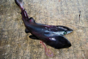 Зловив акурусу. Фотографія. Зловив акурусу. Фотографія.