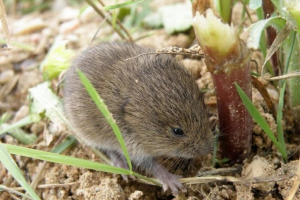 Полевка міддедорф Полевка міддедорф