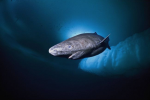 Полярна аккула Полярна аккула