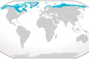 Полярна лисиця або пружинна Полярна лисиця або пружинна