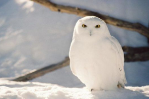 Полярна сова (біла) Полярна сова (біла)