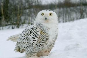 Полярна сова Полярна сова