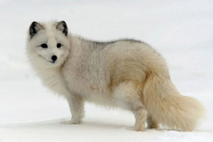 Полярний лесен (полярна лисиця) Полярний лесен (полярна лисиця)