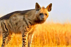 Смугастий гієна Смугастий гієна