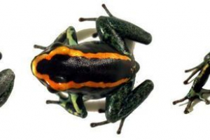 Смугаста оренда - отруйні амфібії Смугаста оренда - отруйні амфібії