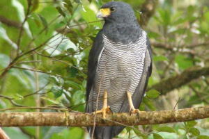 Смугастий пегі канюк Смугастий пегі канюк