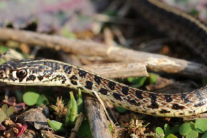 Смугастий полоз Смугастий полоз