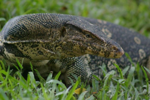 Смугастий варан: спосіб життя, різноманітність підвидів Смугастий варан: спосіб життя, різноманітність підвидів