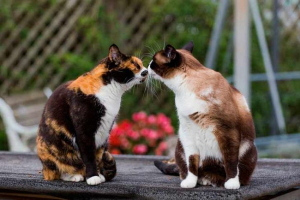 Пол дозріває в кішках і котах - що вам потрібно знати? Пол дозріває в кішках і котах - що вам потрібно знати?