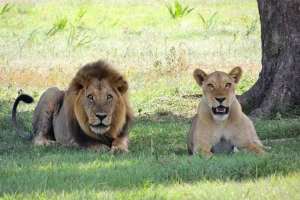 Сексуальний диморфізм у тварин Сексуальний диморфізм у тварин