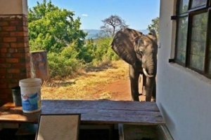 Слон отримав травму кулі, попросив допомоги Слон отримав травму кулі, попросив допомоги