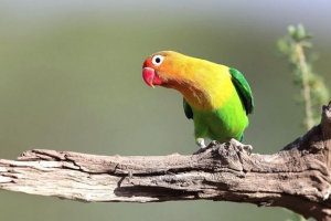 Папуги - коханні Папуги - коханні