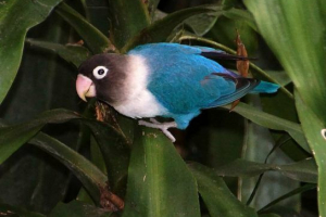 Папуги - типи та порід папуг Папуги - типи та порід папуг