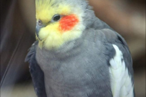 Parrot koroela. Все про corellah: фото, вміст Parrot koroela. Все про corellah: фото, вміст