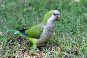 Parrot kwaker Parrot kwaker