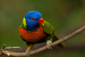 Папуга Папуга