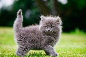 Популярні псевдоніми для сірих кішок і котів Популярні псевдоніми для сірих кішок і котів