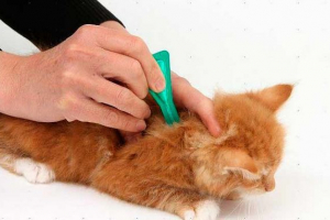 Популярні файли з bloch для кошенят Популярні файли з bloch для кошенят