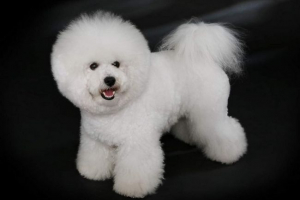 Bišon frieze порода - пухнастий шматок Bišon frieze порода - пухнастий шматок