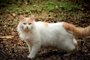 Cat порода турецька фургон Cat порода турецька фургон