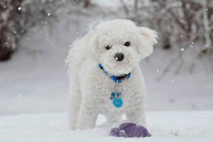 Маленькі породи собак з білим кольором Маленькі породи собак з білим кольором