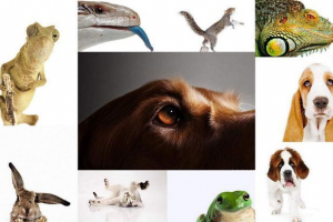 Портрети тварин з стівен хоскінс Портрети тварин з стівен хоскінс