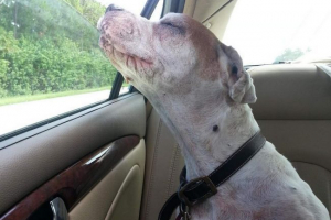 Остання поїздка вмираючих пс на автомобілі підкорив користувачі інтернету Остання поїздка вмираючих пс на автомобілі підкорив користувачі інтернету