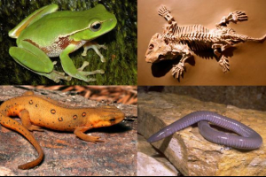 Амфібійська поведінка Амфібійська поведінка