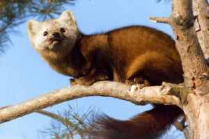 Пожежники з кемерово видаляються з собольного дерева Пожежники з кемерово видаляються з собольного дерева