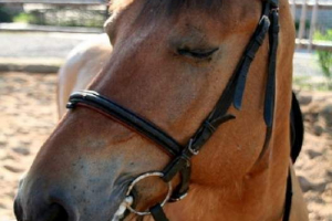 Це правда, що коні сплять у положенні стоячи? Це правда, що коні сплять у положенні стоячи?