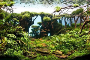 Правила реєстрації акваріума Правила реєстрації акваріума