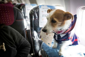 Правила транспортування собак у літаку Правила транспортування собак у літаку
