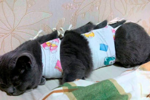 Правила тестування попону на кішці після операції Правила тестування попону на кішці після операції