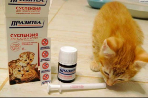 Скутер для котів і кішок - як діяти? Скутер для котів і кішок - як діяти?