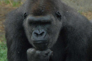 Людський предк має схожість з горилою Людський предк має схожість з горилою