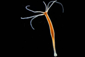 Прісноводні гідра Прісноводні гідра