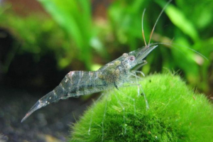 Прісноводні креветки: особливості вмісту та розведення Прісноводні креветки: особливості вмісту та розведення